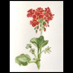 Red Flowers by Cherry Tricker